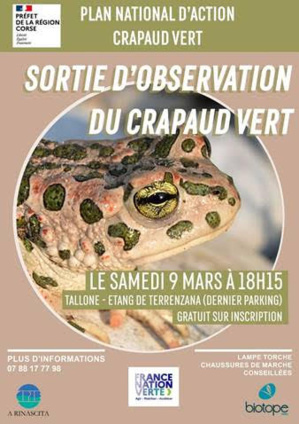 CPIE-Centre Corse : Sortie d'observation du Crapaud Vert à Tallone