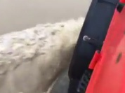 Borgo : Route inondée