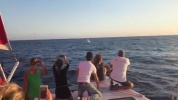 Golfe d'Ajaccio : Rencontre avec une baleine