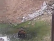 L'heure du bain pour les sangliers.mov