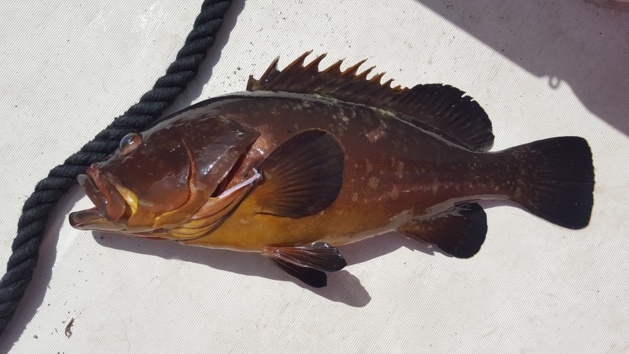 Il pêchait le Mérou au fusil harpon aux abords de la réserve de Scandola ! Il pêchait le Mérou au fusil harpon aux abords de la réserve de Scandola !