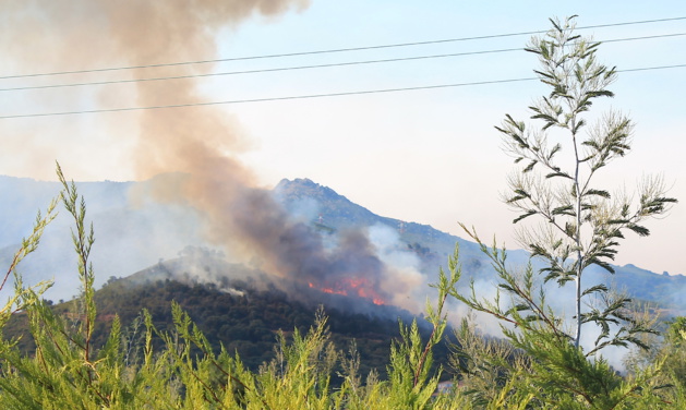 Le feu à Lucciana (Photos Thomas Cerbera) Le feu à Lucciana (Photos Thomas Cerbera)