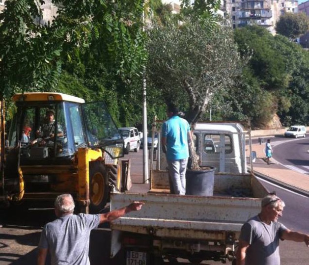 Ficaghjola : L'alivu di a Pace Ficaghjola : L'alivu di a Pace