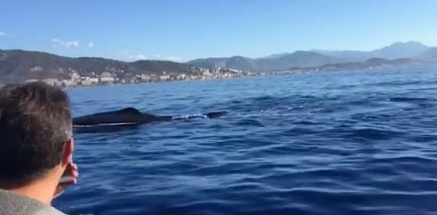 Ajaccio : Quand le cachalot a rendez-vous avec Isula Plongée Ajaccio : Quand le cachalot a rendez-vous avec Isula Plongée