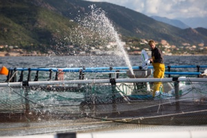 Gloria Maris, entreprise corse, leader de l'aquaculture en France. Gloria Maris, entreprise corse, leader de l'aquaculture en France.