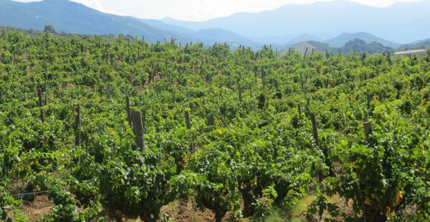 Le vignoble de Patrimoniu. L'exonération de la TVA sur les vins corses dans le viseur de De Courson.