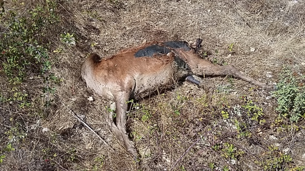 Une biche abattue en Centre-Corse Une biche abattue en Centre-Corse