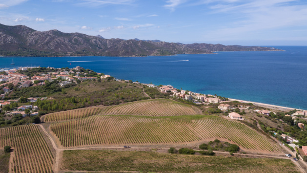 Patrimoniu : Le bio fait son chemin dans les vignes du Domaine Orenga Patrimoniu : Le bio fait son chemin dans les vignes du Domaine Orenga