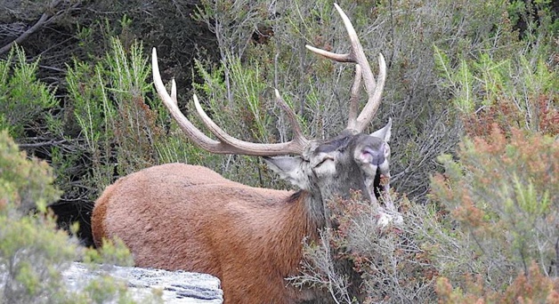 Le brame du cerf a de nouveau résonné dans les vallées de Corse Le brame du cerf a de nouveau résonné dans les vallées de Corse