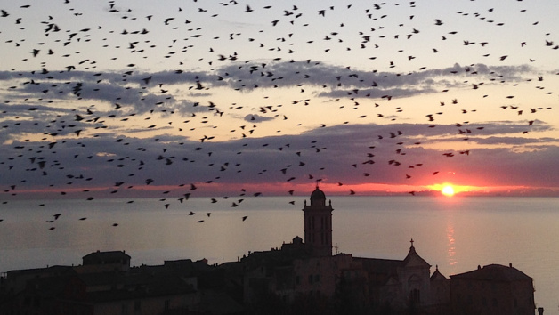 Bastia : Un vol de culombi sur la ville