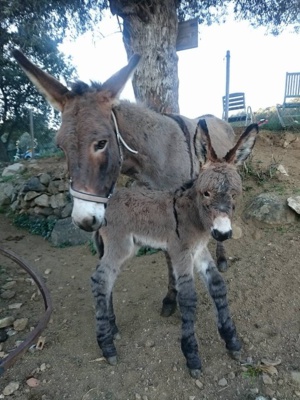 Âne corse : Hè nata Muvrella Âne corse : Hè nata Muvrella
