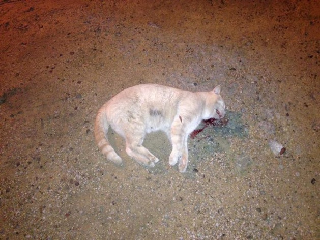 Chats et chiens empoisonnés à Calvi ! Chats et chiens empoisonnés à Calvi !