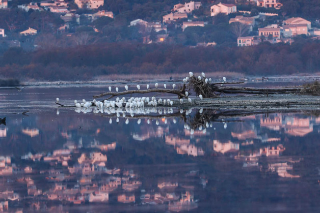 Photos René Roger (www.oiseauxdecorse.fr) Photos René Roger (www.oiseauxdecorse.fr)