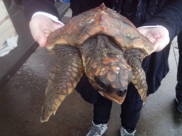 Belle chaîne de solidarité pour sauver une tortue marine en difficulté à L'Ile-Rousse