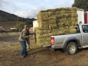 Ponte-Leccia : Après les intempéries, la solidarité agricole s’organise Ponte-Leccia : Après les intempéries, la solidarité agricole s’organise