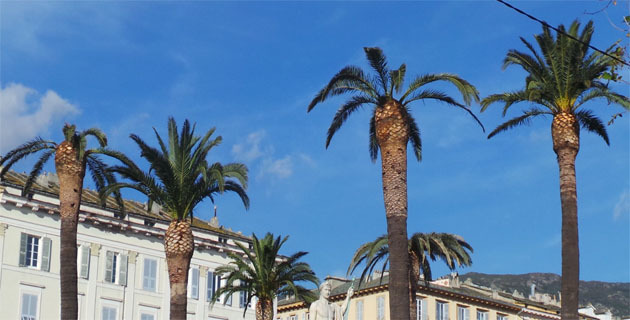 Les palmiers de la Place Saint Nicolas à Bastia touchés par le charançon rouge.
