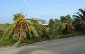 Palmiers malades sur la route de Santa Maria di Lota dans le Cap Corse.
