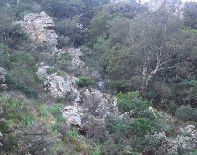 Gros plan sur le « Gardien de l’Usciolu » Gros plan sur le « Gardien de l’Usciolu »