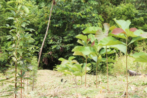 Pérou : 60 000 arbres plantés dans la "Forêt Corsica Ferries" Pérou : 60 000 arbres plantés dans la "Forêt Corsica Ferries"