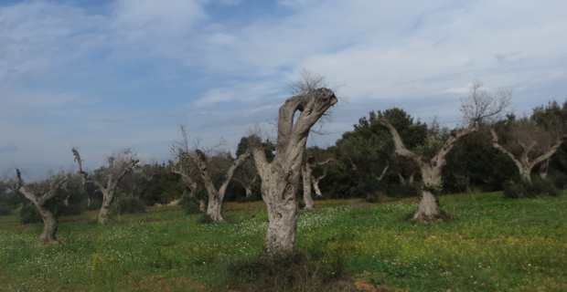 Les oliveraies du Salento, dans les Pouilles, ravagées par la xylella fastidiosa.