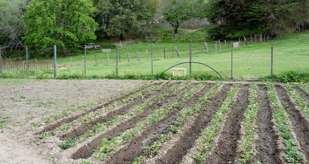 Les potagers reprennent vie