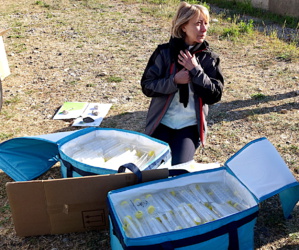 Corse : La lutte contre le Cynips du châtaignier se poursuit Corse : La lutte contre le Cynips du châtaignier se poursuit