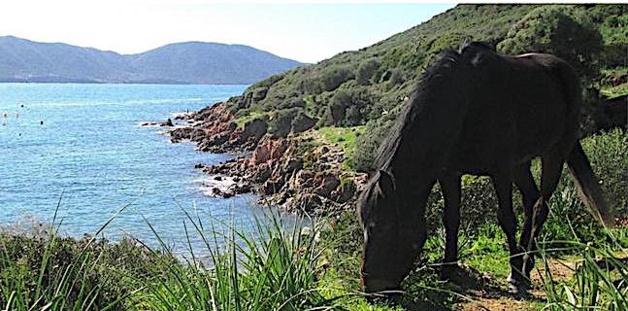 Corte : 3eme journée du cheval corse