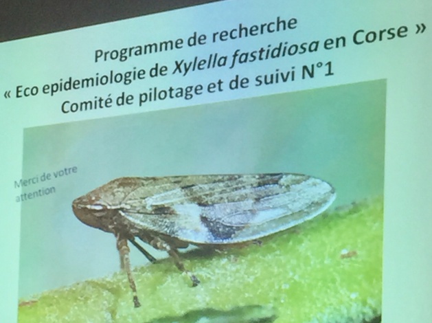Xylella Fastidiosa en Corse : Un comité de pilotage pour une étude qui s'étendra sur 3 ans