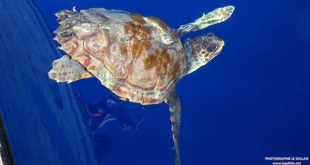 Bastia : Le pêcheur récupère deux tortues marines blessées