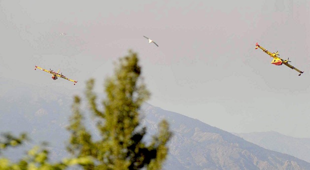 L'image du jour : Le goéland comme les Canadair