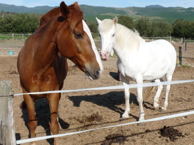 Corte prépare la 26ème édition de Cavall'in Festa Corte prépare la 26ème édition de Cavall'in Festa