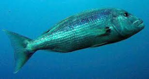 Pêcheurs et plaisanciers de Calvi et l'Ile-Rousse s'engagent pour la sauvegarde du Denti en Balagne Pêcheurs et plaisanciers de Calvi et l'Ile-Rousse s'engagent pour la sauvegarde du Denti en Balagne