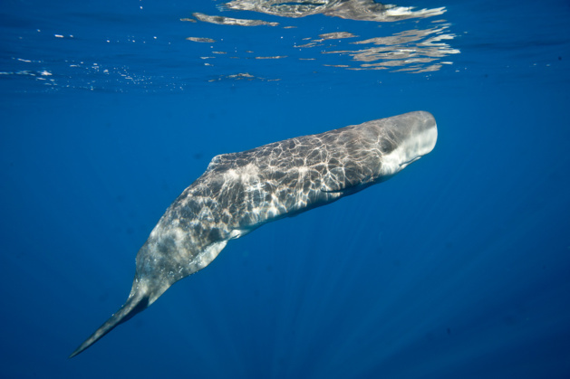 © Frédéric Bassemayousse / WWF © Frédéric Bassemayousse / WWF