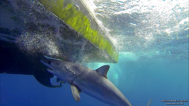 Rencontre inédite avec un requin mako devant Bastia… Rencontre inédite avec un requin mako devant Bastia…