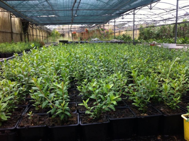 Produire local : Le parcours du combattant en Corse Produire local : Le parcours du combattant en Corse