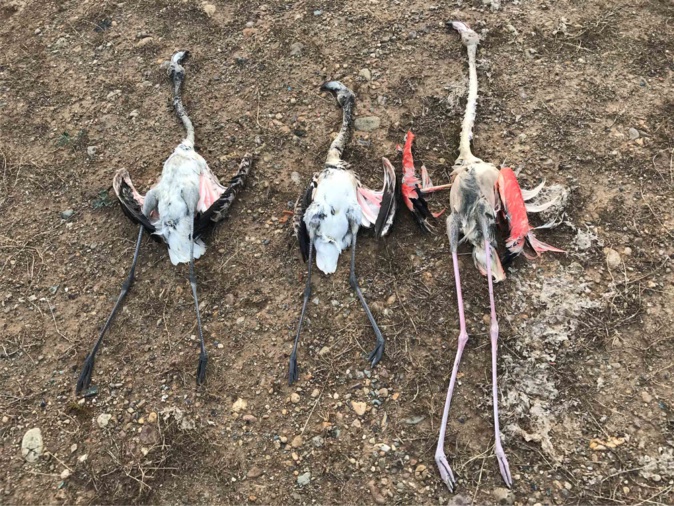 Des flamants roses pris pour cible à la réserve naturelle de Biguglia ! Des flamants roses pris pour cible à la réserve naturelle de Biguglia !