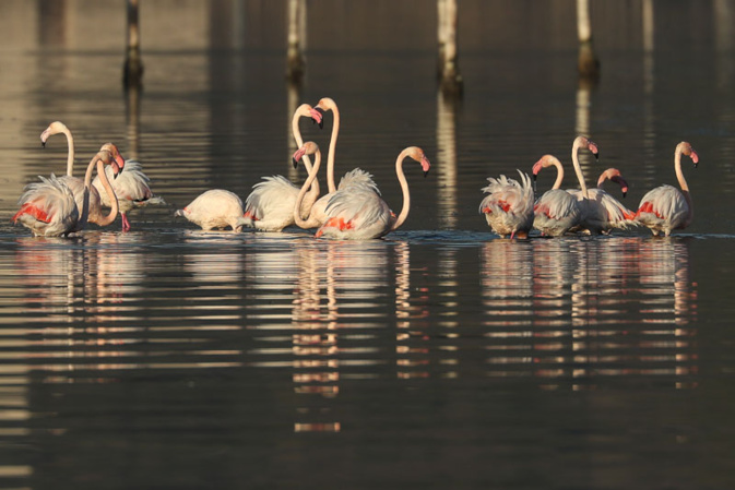 (http://www.oiseauxdecorse.fr) (http://www.oiseauxdecorse.fr)