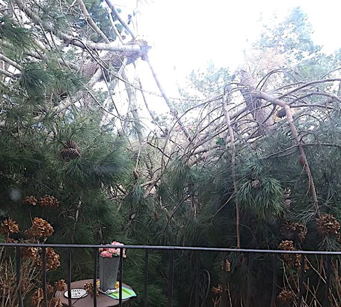 Dégâts du vent du côté de Porto-Vecchio (Photo Evelyne Guerra) Dégâts du vent du côté de Porto-Vecchio (Photo Evelyne Guerra)