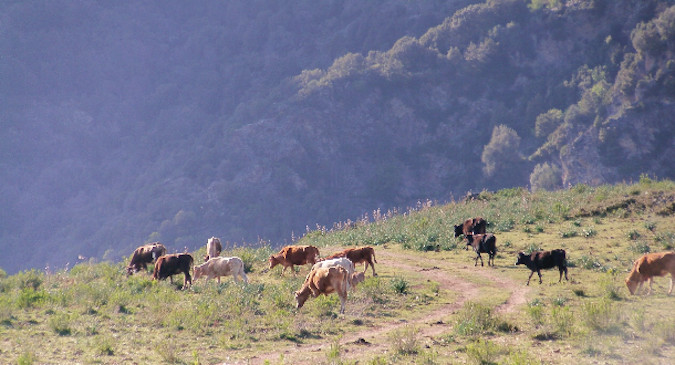 Agrobiodiversité animale : A "Moresca" des points communs avec la vache de l'Atlas marocain !