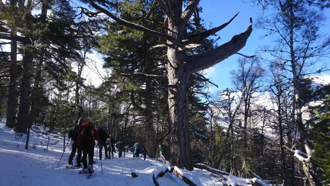 Neige : les Hivernales font le plein au col de Verghju