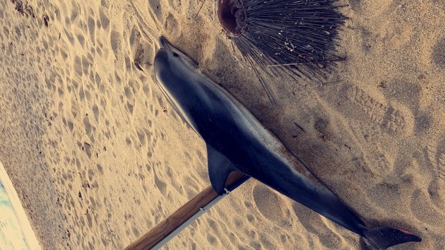 Un bébé dauphin retrouvé mort sur la plage d'Aregnu