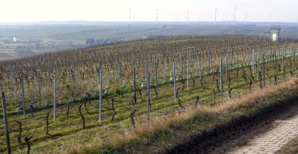 Patrimoniu- Bechtolsheim : Un jumelage sur fond de vignoble, de San Martinu et d’armistice
