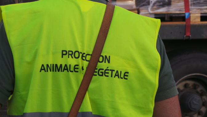 Xylella fastidiosa : Un dossier préoccupant Xylella fastidiosa : Un dossier préoccupant