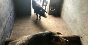 Porcs nustrale à la verraterie d'Altiani. Porcs nustrale à la verraterie d'Altiani.