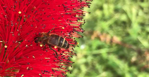 20 mai : Une journée mondiale d’action pour sauver les abeilles et l’humanité !