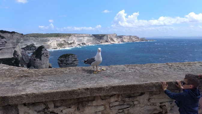 La photo du jour : L'oiseau et l'enfant de Bonifacio
