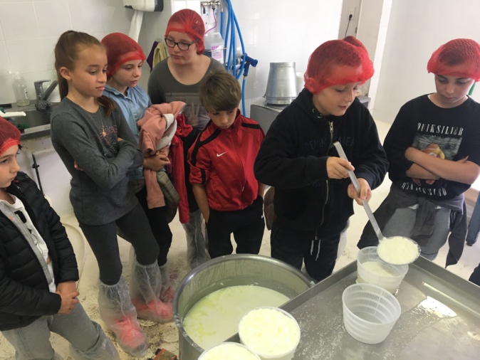 Opération Agri’gustu 2018 :  A Afa, les écoliers apprennent à fabriquer fromage et brocciu