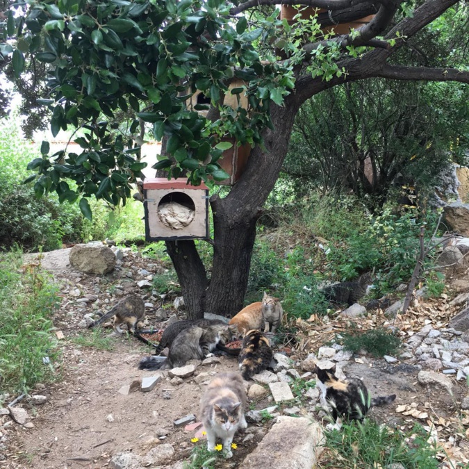  Boulettes empoisonnées retrouvées à Lisula et Santa-Reparata-di-Balagna 