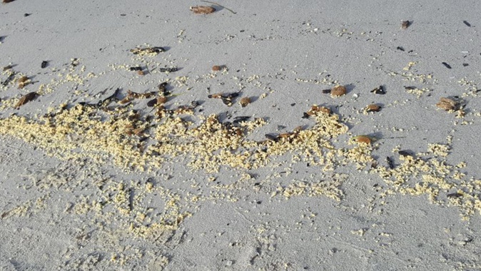 Pollution à la paraffine : Jusqu'à Santa Ghjulia ! Pollution à la paraffine : Jusqu'à Santa Ghjulia !