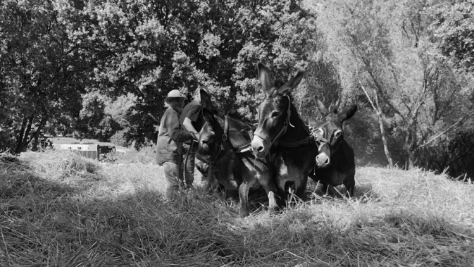 Tribbiera in Lumiu, ritornu à e radiche di l'antichi Tribbiera in Lumiu, ritornu à e radiche di l'antichi